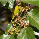 100 seeds Rare Japanese Raisin Tree Seeds, Hovenia Dulcis