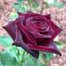 50 seeds Red Black Rare Rose Plant Seedling Garden Seed