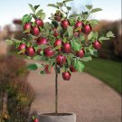 10 seeds Red Sweet Bonsai Apple Tree Fruit Organic Seeds