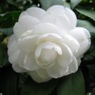 10 seeds White Camellia Flowers Seeds Double Flowers