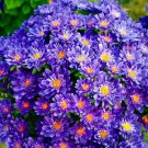30 seeds Blue Round China Aster Perennial Flower Seeds