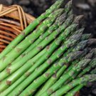 20 seeds Green Asparagus Seeds