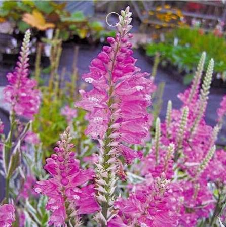 30 seeds Pink False Dragonhead Flower Perennial Seeds