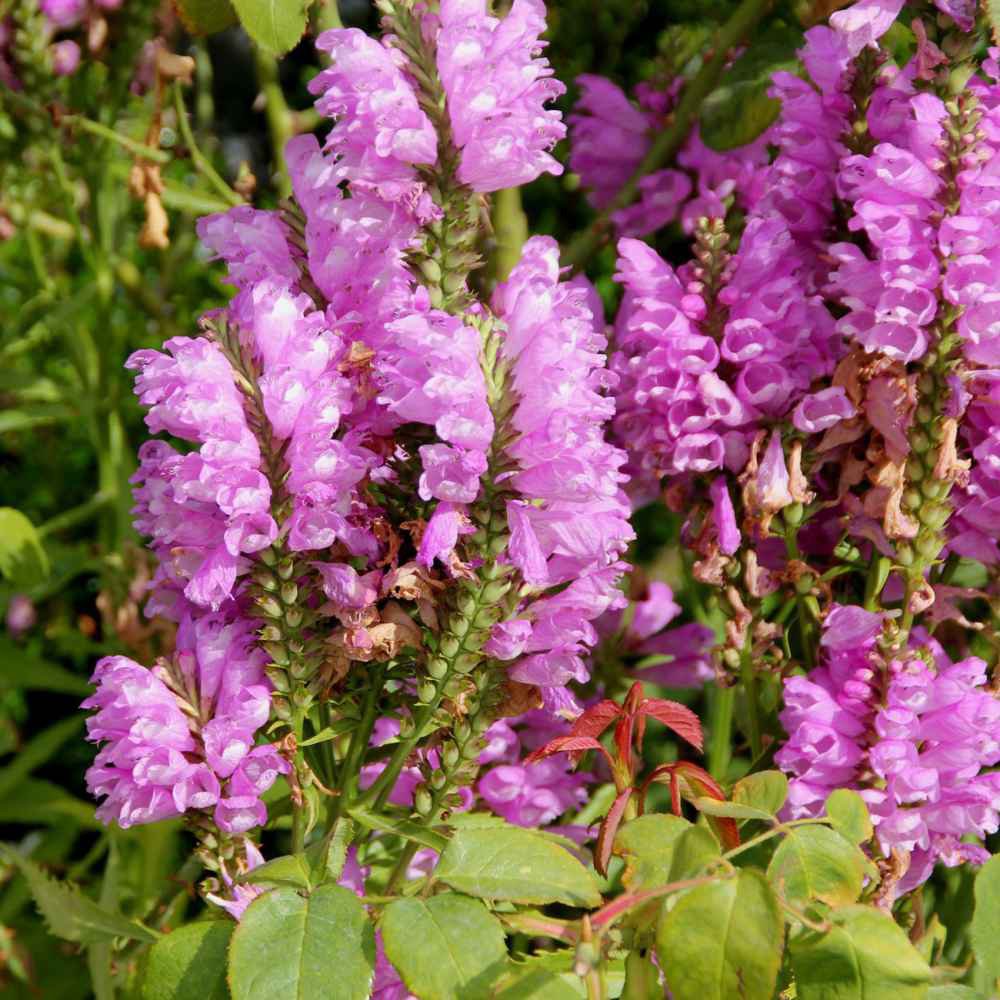 30 seeds Pink False Dragonhead Flower Perennial Seeds