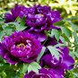 5 seeds Rare Light Purple Fragrant Peony 'Shuang Bao' Seedling Seeds