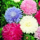 30 seeds POWDER PUFF ASTER MIX Callistephus Chinensis Flower Seeds