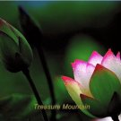 1 seeds 'Helena Rubinstein' Red Lotus Flower Water Lily Flower Aquatic Plants