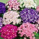 30 seeds Cineraria Hybrida Royalty Mixed Flower Annual Shade Loving or Indoor