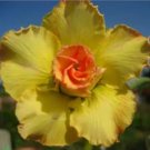 2 seeds Rosy Adenium Obesum Lucky Yellow Desert Rose Flowers Seeds