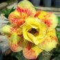 2 seeds Rosy Adenium Obesum Lucky Yellow Desert Rose Flowers Seeds