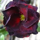 2 seeds Adenium Obesum RUCKNIRUN Desert Rose Flowers Seeds