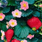 100 seeds Strawberry Heirloom Imported Seeds