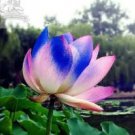 5 seeds Rare Colorful White Yellow Green Mixed Double Petalled Lotus Nelumbo Nucifera Flower Seeds