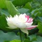 5 seeds Rare Colorful White Yellow Green Mixed Double Petalled Lotus Nelumbo Nucifera Flower Seeds