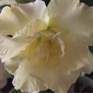 2 seeds Imported 'nobleness lady' Adenium Desert Rose Seeds