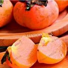 5 seeds Japanese Persimmon Plants Persimmon Fruit Tree Seeds Big Red Fruits