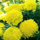 30 seeds Marigold African Crackerjack Yellow Seeds