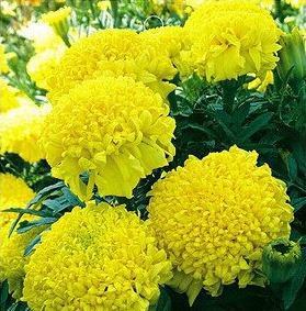 30 seeds Marigold African Crackerjack Yellow Seeds