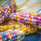 20 seeds Rare Heirloom Sweet Rainbow Corn Hybrid Seeds