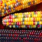 20 seeds Rare Heirloom Sweet Rainbow Corn Hybrid Seeds
