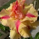 2 seeds Taiwan 'golden monkey' Adenium Desert Rose Bonsai Seeds