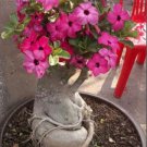 2 seeds 'Feng Hei' Adenium Desert Rose Bonsai Seeds