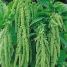 100 seeds Amaranthus Green Flower Green Leaves Hanging Plant Seeds