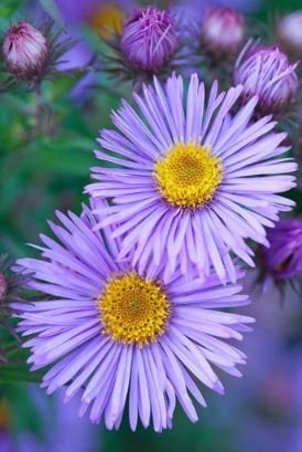 200 seeds Callistephus Chinensis