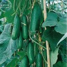 50 seeds Dark Green Little Cucumber Hybrid F1 Seeds