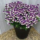 30 seeds Pansy Dark Blue White Petals Flower Seeds