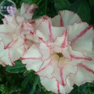 2 seeds Bright White Adenium with light pink stripe Desert Rose Flower Seeds