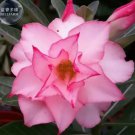 2 seeds Light Pink Adenium Perennial Garden Bonsai Seeds