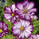 50 seeds Cosmos Bipinnatus Fizzy Rose Picotee Flower Seeds