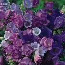 50 seeds Canterbury Bells Mixed Perennial Flower Seeds