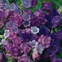 50 seeds Canterbury Bells Mixed Perennial Flower Seeds