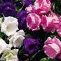 50 seeds Canterbury Bells Mixed Perennial Flower Seeds