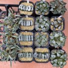 20 seeds Haworthia truncata Rainbow Mixed 20 Types of