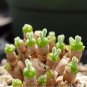 30 seeds Green Dicrocaulon Ramulosum Green Succulent Plant Seeds for Your Garden