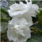 20 seeds Balsam Purely White Perennial Flower Seeds