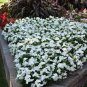 20 seeds Balsam Purely White Perennial Flower Seeds