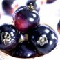 300 seeds Giant Tomato Black Red Organic Fruit Seeds