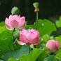 1 seeds Purely Red Nelumbo Nucifera China Beautiful Lotus Pad Flower Pond Seeds