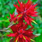80 seeds Castilleja linariifolia