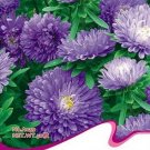 50 seeds Callistephus chinensis China Aster Duchess Blue Ice Annual Seeds