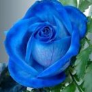 100 seeds Blue Rose Seeds Double Big Flowers