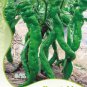 30 seeds Pig Intestines' Long Crooked Hot Chili Pepper Vegetable Seeds