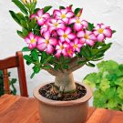 2 seeds Adenium Seeds Single Petals White Flowers with Rose Pink Edge Desert Rose