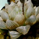 5 seeds Haworthia Obtusa Black Succulent Plants Seeds