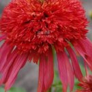200 seeds Echinacea 'Guava Red' Fire Red Coneflowers Seeds