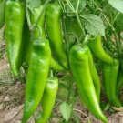 30 seeds 'Cow-horn' Large Long Cayenne Pepper Vegetable Seeds